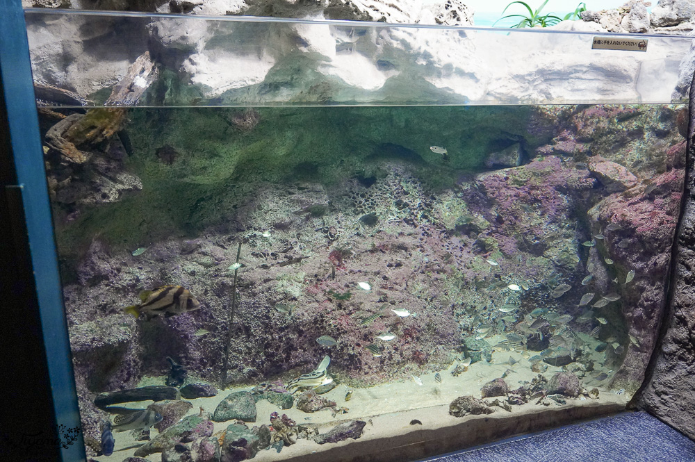 下關水族館．海響館攻略：全世界最多種類河豚展示，日本最大”企鵝村”，世界稀有藍鯨全身骨骼標本，海豚海獅同台表演秀 @緹雅瑪 美食旅遊趣