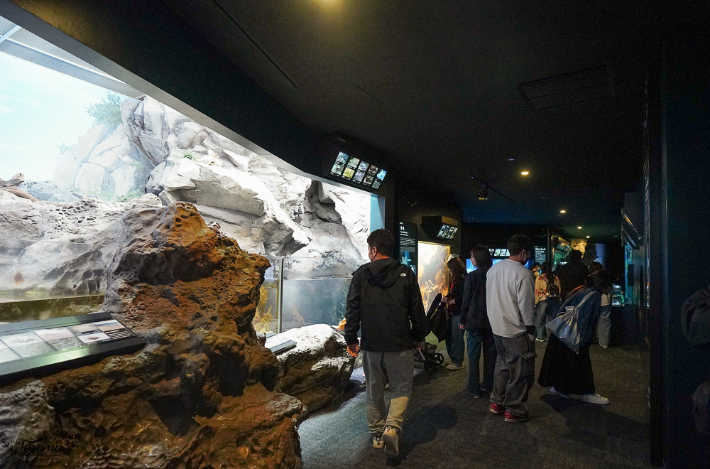 下關水族館．海響館攻略：全世界最多種類河豚展示，日本最大”企鵝村”，世界稀有藍鯨全身骨骼標本，海豚海獅同台表演秀 @緹雅瑪 美食旅遊趣