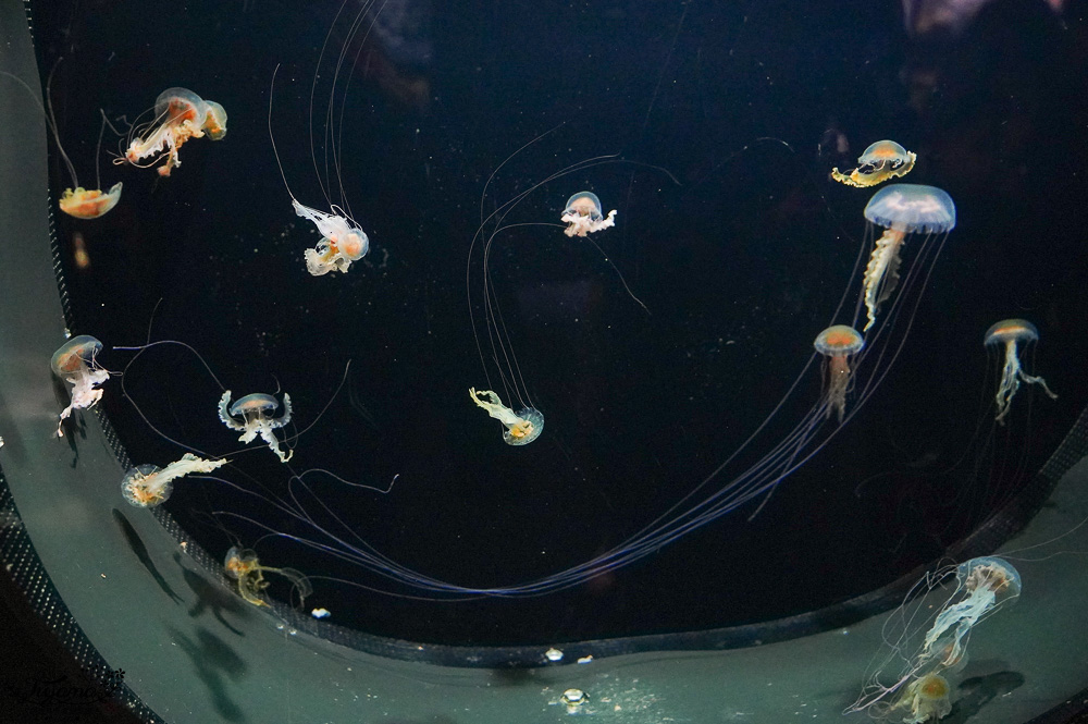下關水族館．海響館攻略：全世界最多種類河豚展示，日本最大”企鵝村”，世界稀有藍鯨全身骨骼標本，海豚海獅同台表演秀 @緹雅瑪 美食旅遊趣