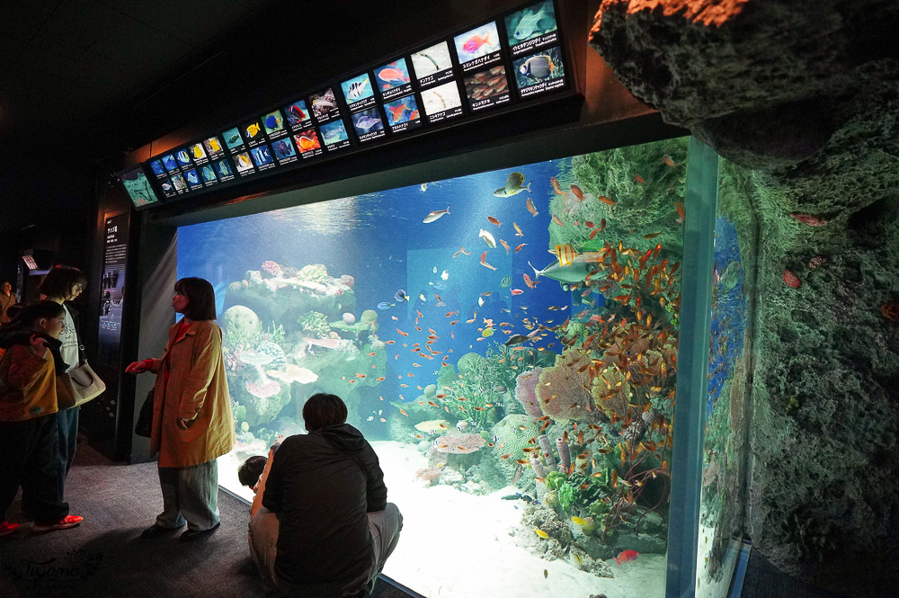 下關水族館．海響館攻略：全世界最多種類河豚展示，日本最大”企鵝村”，世界稀有藍鯨全身骨骼標本，海豚海獅同台表演秀 @緹雅瑪 美食旅遊趣