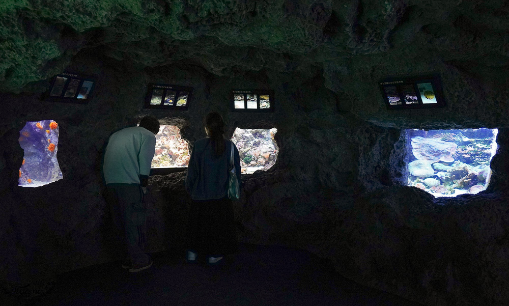 下關水族館．海響館攻略：全世界最多種類河豚展示，日本最大”企鵝村”，世界稀有藍鯨全身骨骼標本，海豚海獅同台表演秀 @緹雅瑪 美食旅遊趣