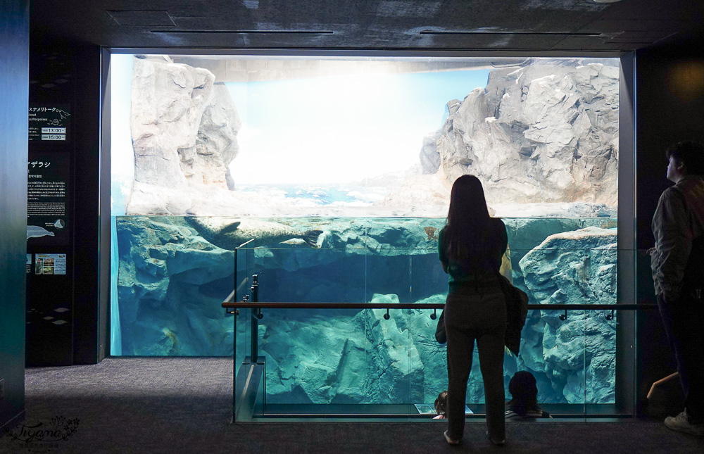 下關水族館．海響館攻略：全世界最多種類河豚展示，日本最大”企鵝村”，世界稀有藍鯨全身骨骼標本，海豚海獅同台表演秀 @緹雅瑪 美食旅遊趣