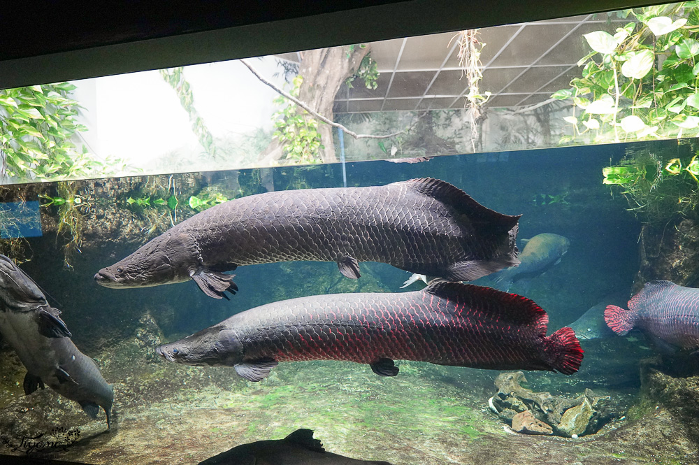 下關水族館．海響館攻略：全世界最多種類河豚展示，日本最大”企鵝村”，世界稀有藍鯨全身骨骼標本，海豚海獅同台表演秀 @緹雅瑪 美食旅遊趣