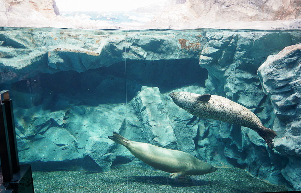 下關水族館．海響館攻略：全世界最多種類河豚展示，日本最大”企鵝村”，世界稀有藍鯨全身骨骼標本，海豚海獅同台表演秀 @緹雅瑪 美食旅遊趣
