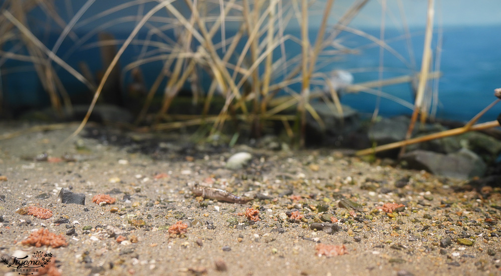 下關水族館．海響館攻略：全世界最多種類河豚展示，日本最大”企鵝村”，世界稀有藍鯨全身骨骼標本，海豚海獅同台表演秀 @緹雅瑪 美食旅遊趣