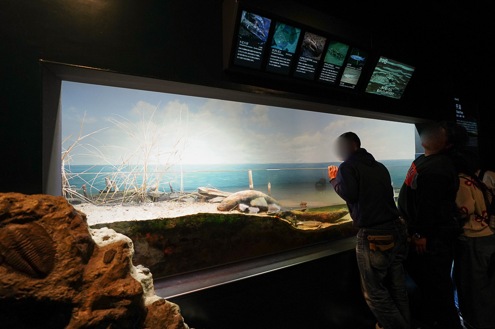 下關水族館．海響館攻略：全世界最多種類河豚展示，日本最大”企鵝村”，世界稀有藍鯨全身骨骼標本，海豚海獅同台表演秀 @緹雅瑪 美食旅遊趣