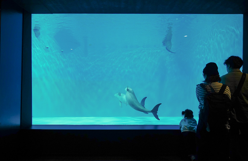 下關水族館．海響館攻略：全世界最多種類河豚展示，日本最大”企鵝村”，世界稀有藍鯨全身骨骼標本，海豚海獅同台表演秀 @緹雅瑪 美食旅遊趣