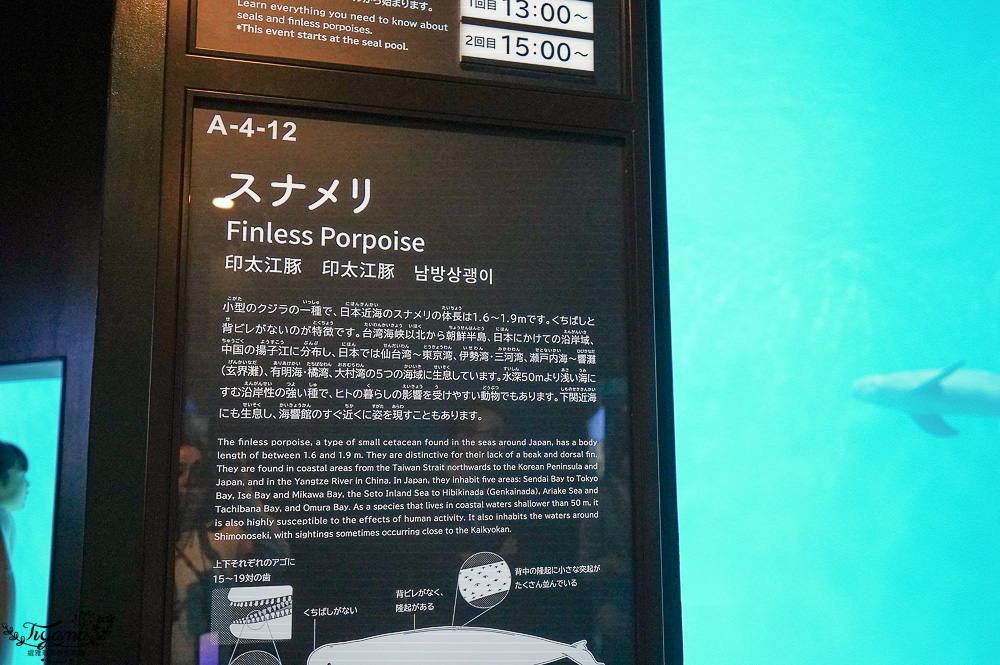 下關水族館．海響館攻略：全世界最多種類河豚展示，日本最大”企鵝村”，世界稀有藍鯨全身骨骼標本，海豚海獅同台表演秀 @緹雅瑪 美食旅遊趣