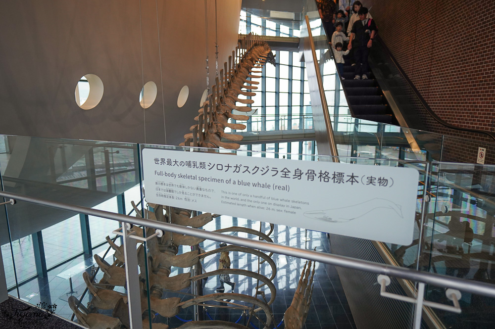 下關水族館．海響館攻略：全世界最多種類河豚展示，日本最大”企鵝村”，世界稀有藍鯨全身骨骼標本，海豚海獅同台表演秀 @緹雅瑪 美食旅遊趣