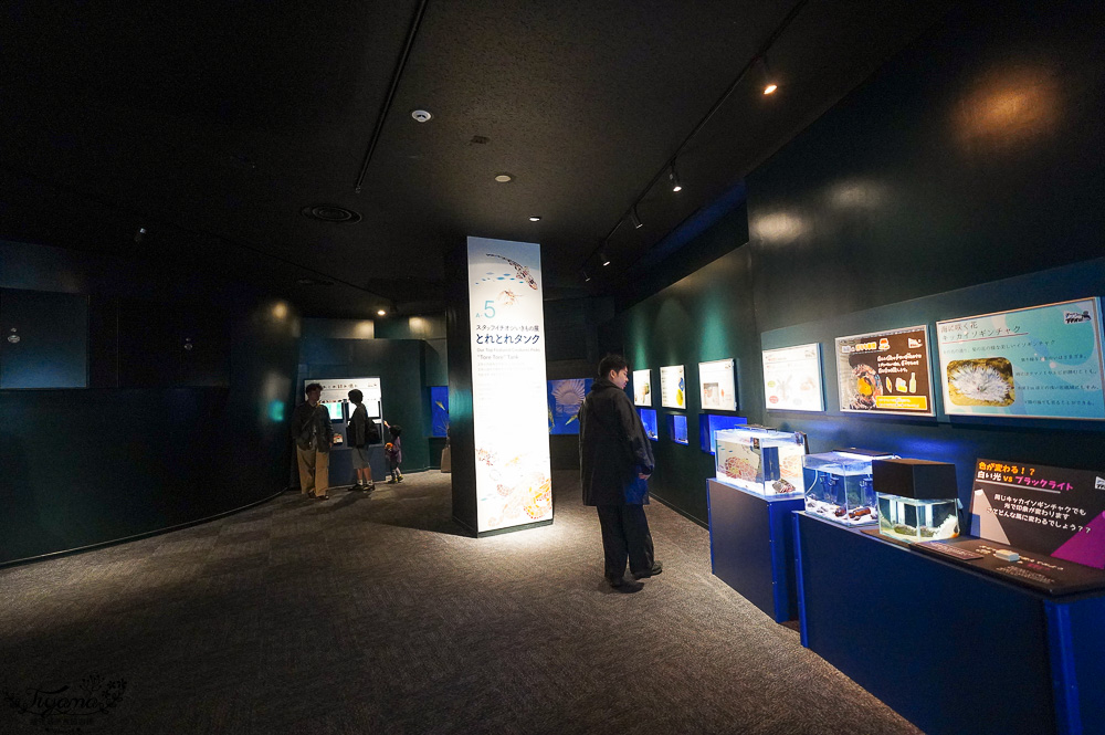 下關水族館．海響館攻略：全世界最多種類河豚展示，日本最大”企鵝村”，世界稀有藍鯨全身骨骼標本，海豚海獅同台表演秀 @緹雅瑪 美食旅遊趣