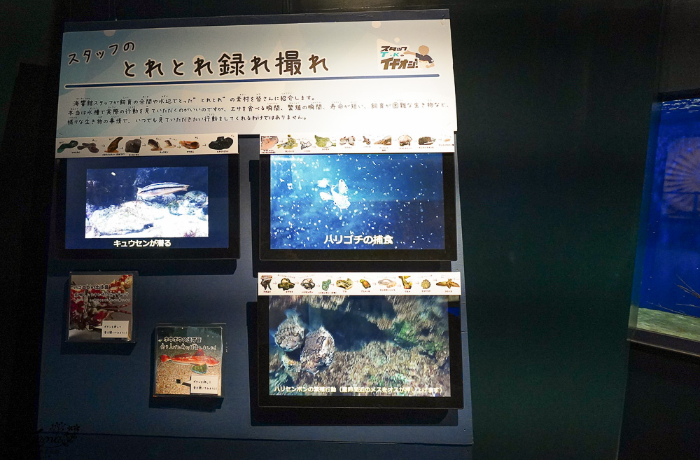 下關水族館．海響館攻略：全世界最多種類河豚展示，日本最大”企鵝村”，世界稀有藍鯨全身骨骼標本，海豚海獅同台表演秀 @緹雅瑪 美食旅遊趣