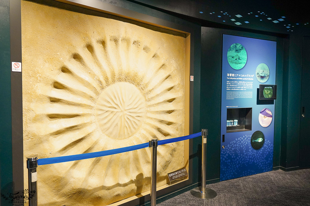 下關水族館．海響館攻略：全世界最多種類河豚展示，日本最大”企鵝村”，世界稀有藍鯨全身骨骼標本，海豚海獅同台表演秀 @緹雅瑪 美食旅遊趣