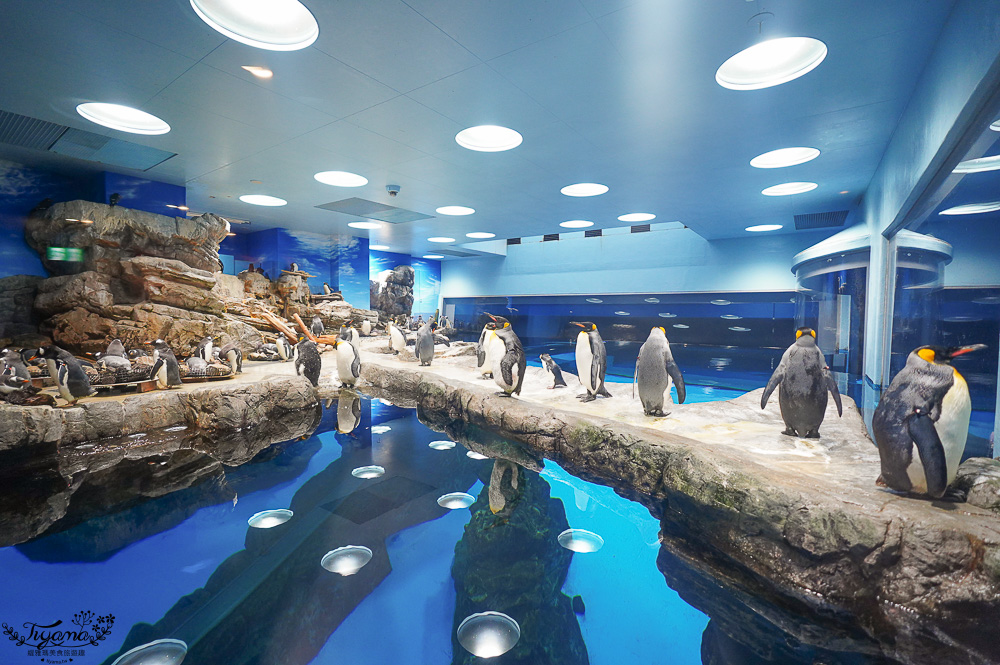下關水族館．海響館攻略：全世界最多種類河豚展示，日本最大”企鵝村”，世界稀有藍鯨全身骨骼標本，海豚海獅同台表演秀 @緹雅瑪 美食旅遊趣