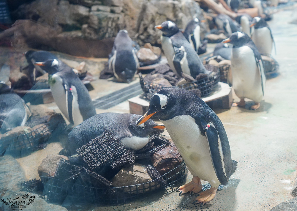 下關水族館．海響館攻略：全世界最多種類河豚展示，日本最大”企鵝村”，世界稀有藍鯨全身骨骼標本，海豚海獅同台表演秀 @緹雅瑪 美食旅遊趣