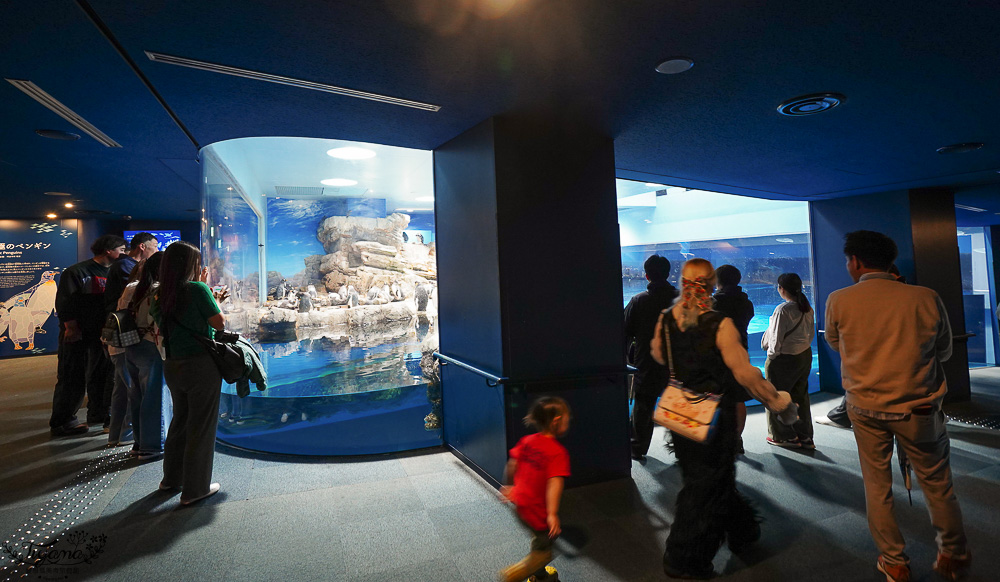 下關水族館．海響館攻略：全世界最多種類河豚展示，日本最大”企鵝村”，世界稀有藍鯨全身骨骼標本，海豚海獅同台表演秀 @緹雅瑪 美食旅遊趣