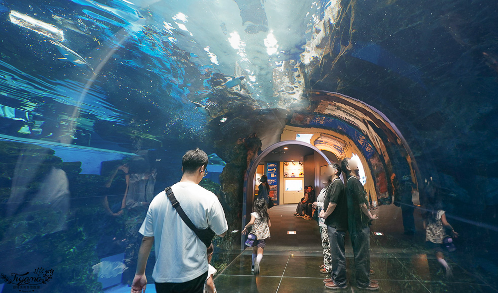 下關水族館．海響館攻略：全世界最多種類河豚展示，日本最大”企鵝村”，世界稀有藍鯨全身骨骼標本，海豚海獅同台表演秀 @緹雅瑪 美食旅遊趣