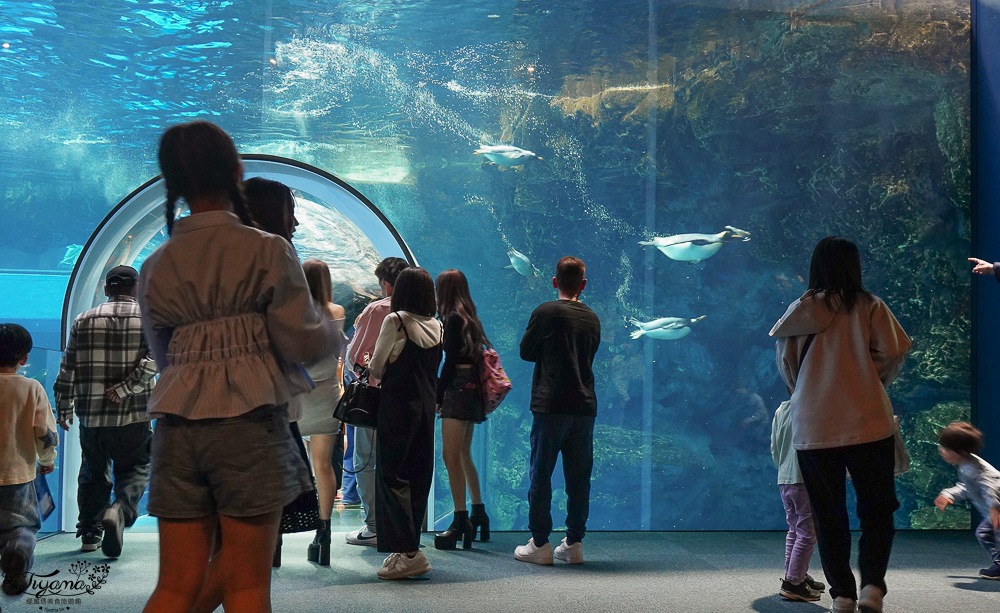 下關水族館．海響館攻略：全世界最多種類河豚展示，日本最大”企鵝村”，世界稀有藍鯨全身骨骼標本，海豚海獅同台表演秀 @緹雅瑪 美食旅遊趣