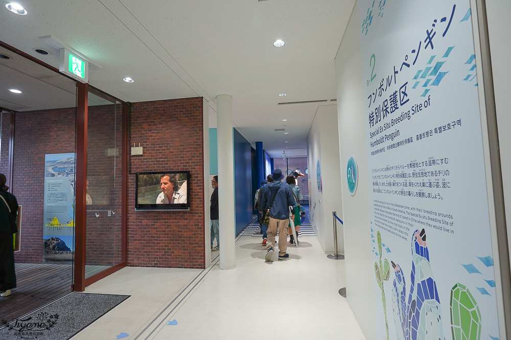 下關水族館．海響館攻略：全世界最多種類河豚展示，日本最大”企鵝村”，世界稀有藍鯨全身骨骼標本，海豚海獅同台表演秀 @緹雅瑪 美食旅遊趣