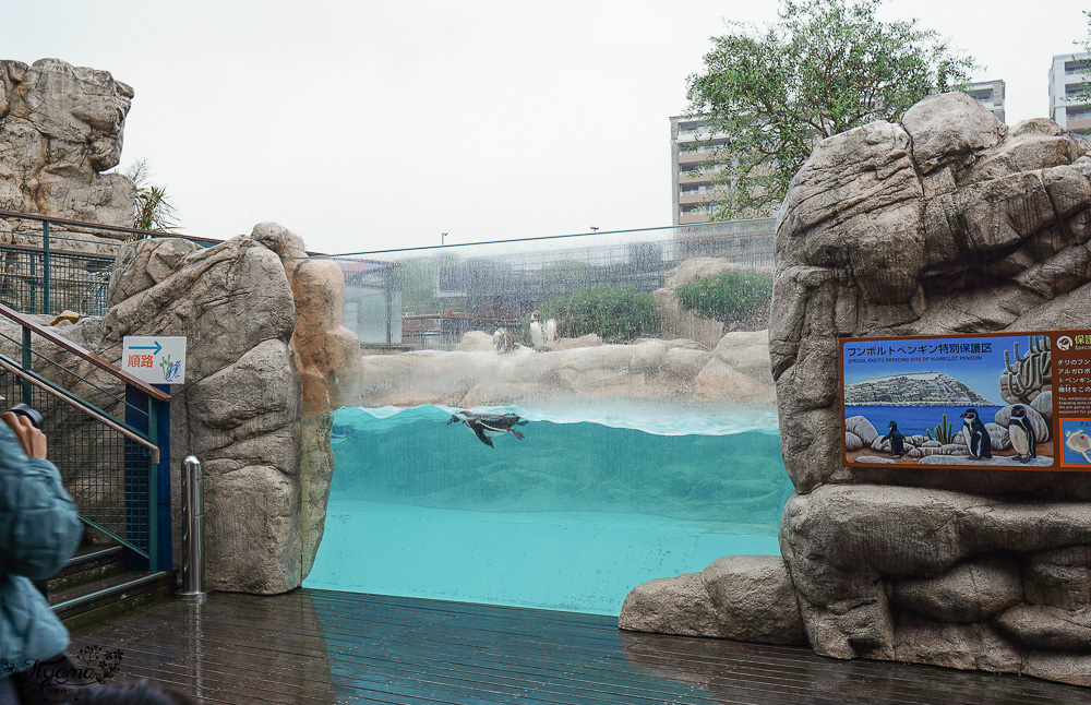 下關水族館．海響館攻略：全世界最多種類河豚展示，日本最大”企鵝村”，世界稀有藍鯨全身骨骼標本，海豚海獅同台表演秀 @緹雅瑪 美食旅遊趣