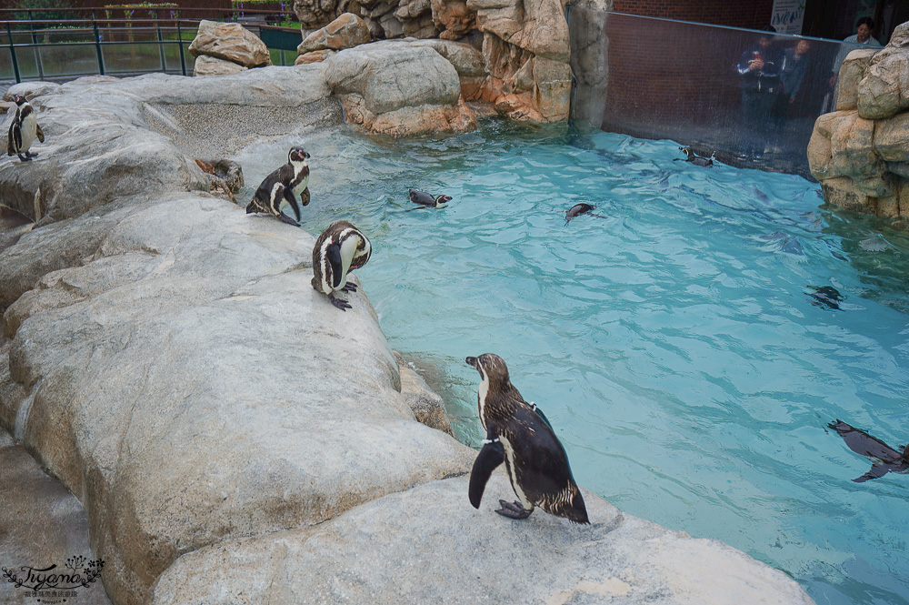 下關水族館．海響館攻略：全世界最多種類河豚展示，日本最大”企鵝村”，世界稀有藍鯨全身骨骼標本，海豚海獅同台表演秀 @緹雅瑪 美食旅遊趣