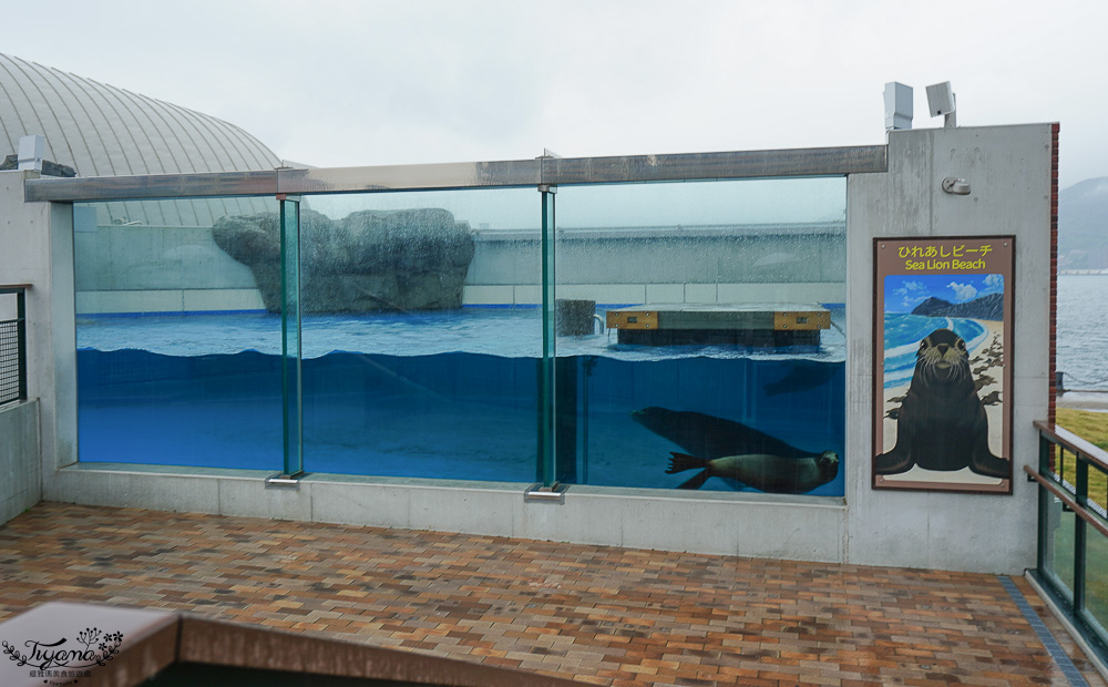 下關水族館．海響館攻略：全世界最多種類河豚展示，日本最大”企鵝村”，世界稀有藍鯨全身骨骼標本，海豚海獅同台表演秀 @緹雅瑪 美食旅遊趣
