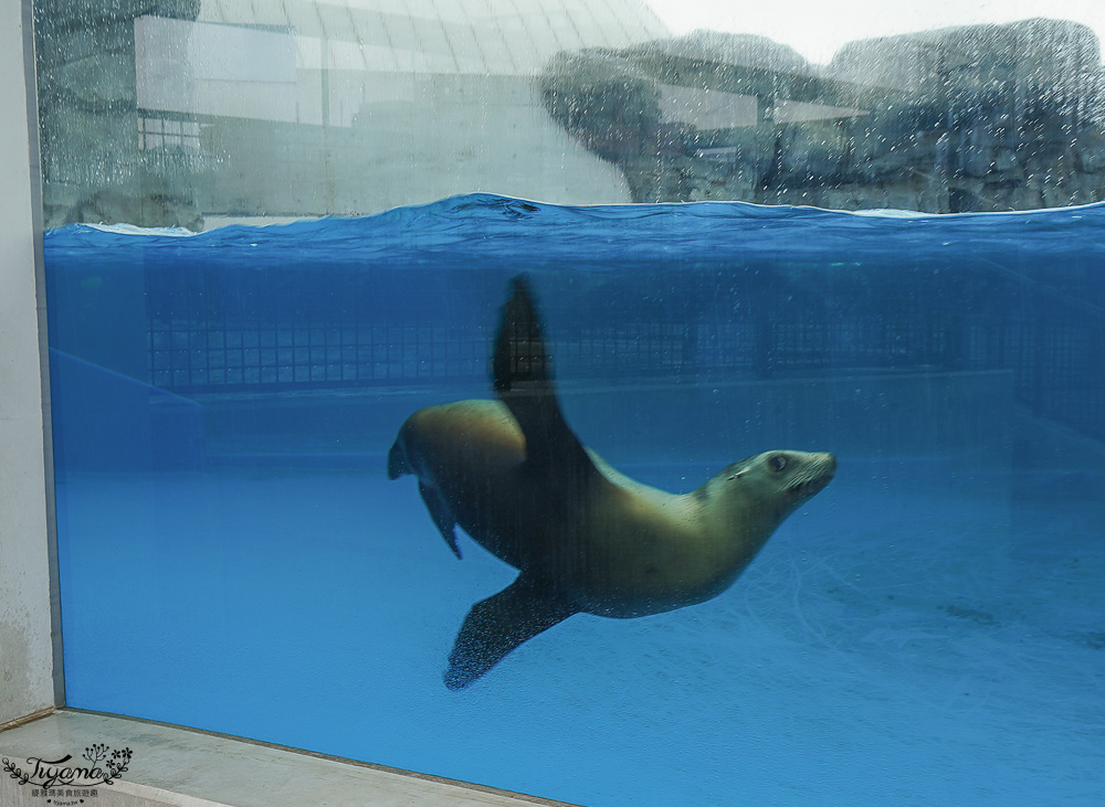 下關水族館．海響館攻略：全世界最多種類河豚展示，日本最大”企鵝村”，世界稀有藍鯨全身骨骼標本，海豚海獅同台表演秀 @緹雅瑪 美食旅遊趣