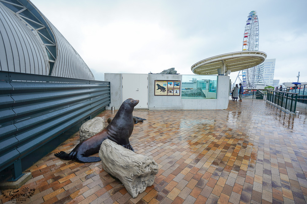 下關水族館．海響館攻略：全世界最多種類河豚展示，日本最大”企鵝村”，世界稀有藍鯨全身骨骼標本，海豚海獅同台表演秀 @緹雅瑪 美食旅遊趣