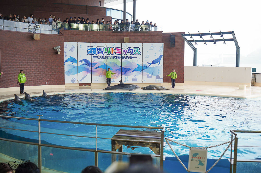下關水族館．海響館攻略：全世界最多種類河豚展示，日本最大”企鵝村”，世界稀有藍鯨全身骨骼標本，海豚海獅同台表演秀 @緹雅瑪 美食旅遊趣