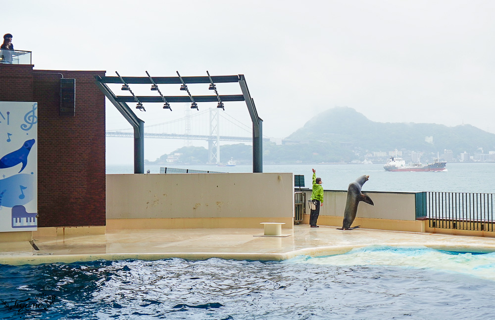 下關水族館．海響館攻略：全世界最多種類河豚展示，日本最大”企鵝村”，世界稀有藍鯨全身骨骼標本，海豚海獅同台表演秀 @緹雅瑪 美食旅遊趣