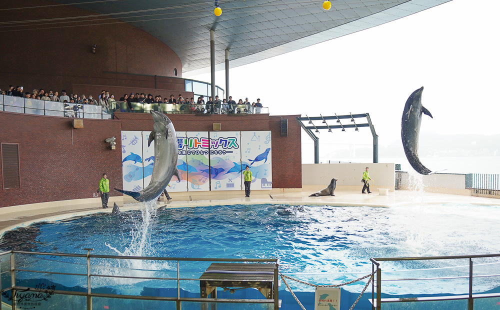 下關水族館．海響館攻略：全世界最多種類河豚展示，日本最大”企鵝村”，世界稀有藍鯨全身骨骼標本，海豚海獅同台表演秀 @緹雅瑪 美食旅遊趣