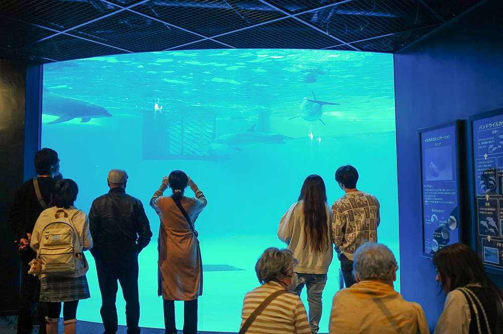 下關水族館．海響館攻略：全世界最多種類河豚展示，日本最大”企鵝村”，世界稀有藍鯨全身骨骼標本，海豚海獅同台表演秀 @緹雅瑪 美食旅遊趣