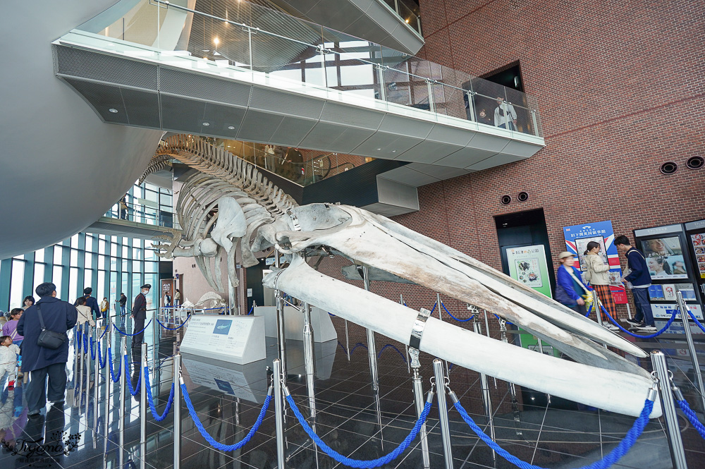 下關水族館．海響館攻略：全世界最多種類河豚展示，日本最大”企鵝村”，世界稀有藍鯨全身骨骼標本，海豚海獅同台表演秀 @緹雅瑪 美食旅遊趣