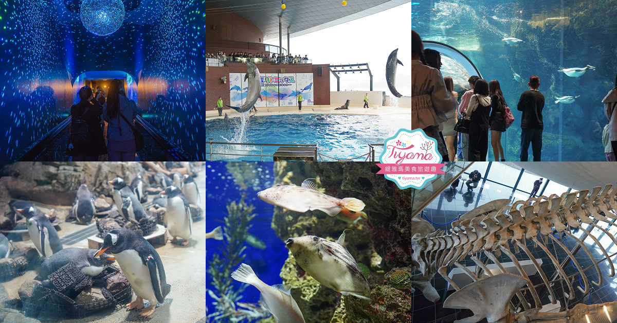 下關水族館．海響館攻略：全世界最多種類河豚展示，日本最大”企鵝村”，世界稀有藍鯨全身骨骼標本，海豚海獅同台表演秀 @緹雅瑪 美食旅遊趣