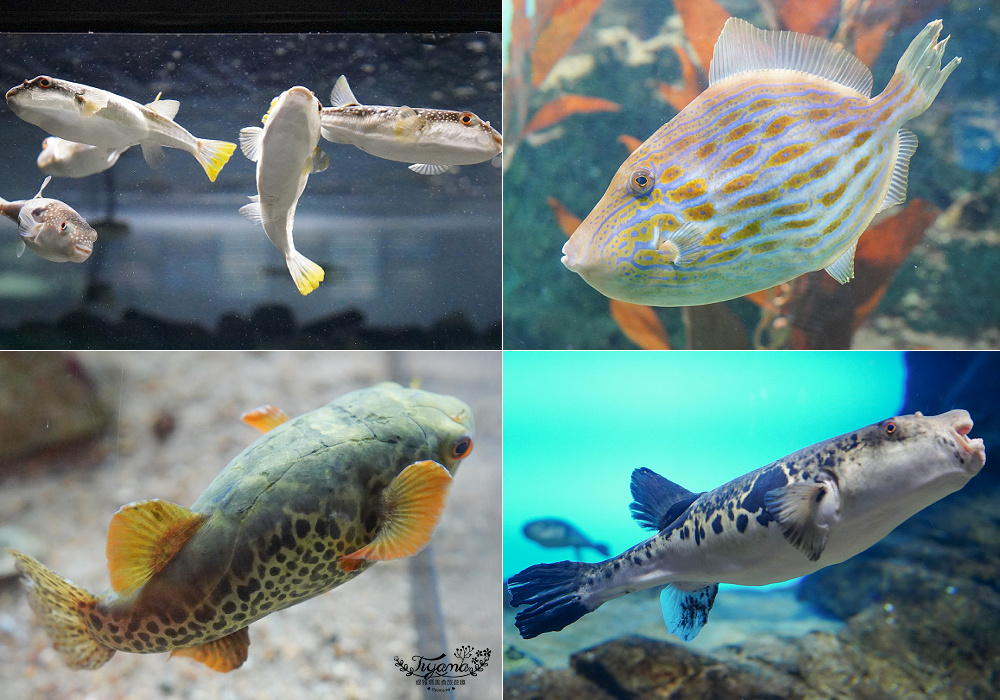 下關水族館．海響館攻略：全世界最多種類河豚展示，日本最大”企鵝村”，世界稀有藍鯨全身骨骼標本，海豚海獅同台表演秀 @緹雅瑪 美食旅遊趣