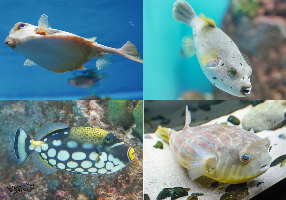 下關水族館．海響館攻略：全世界最多種類河豚展示，日本最大”企鵝村”，世界稀有藍鯨全身骨骼標本，海豚海獅同台表演秀 @緹雅瑪 美食旅遊趣