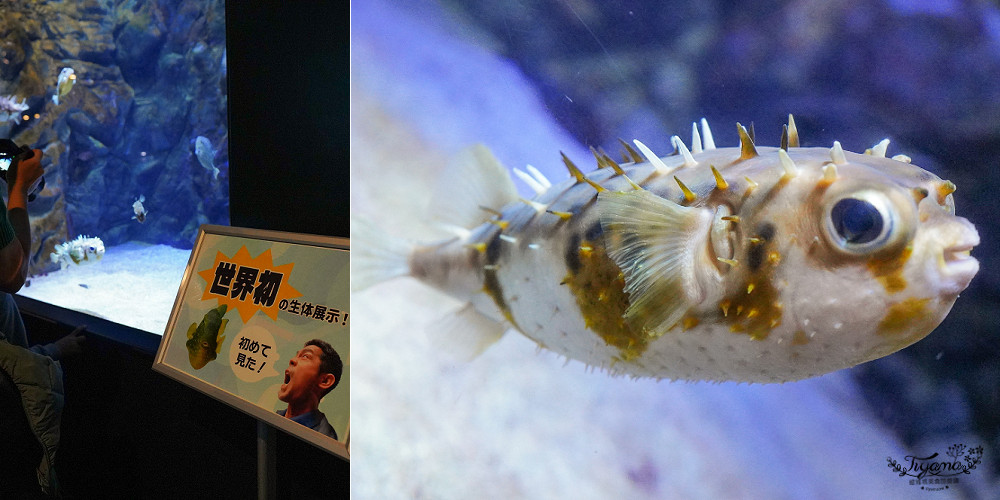 下關水族館．海響館攻略：全世界最多種類河豚展示，日本最大”企鵝村”，世界稀有藍鯨全身骨骼標本，海豚海獅同台表演秀 @緹雅瑪 美食旅遊趣