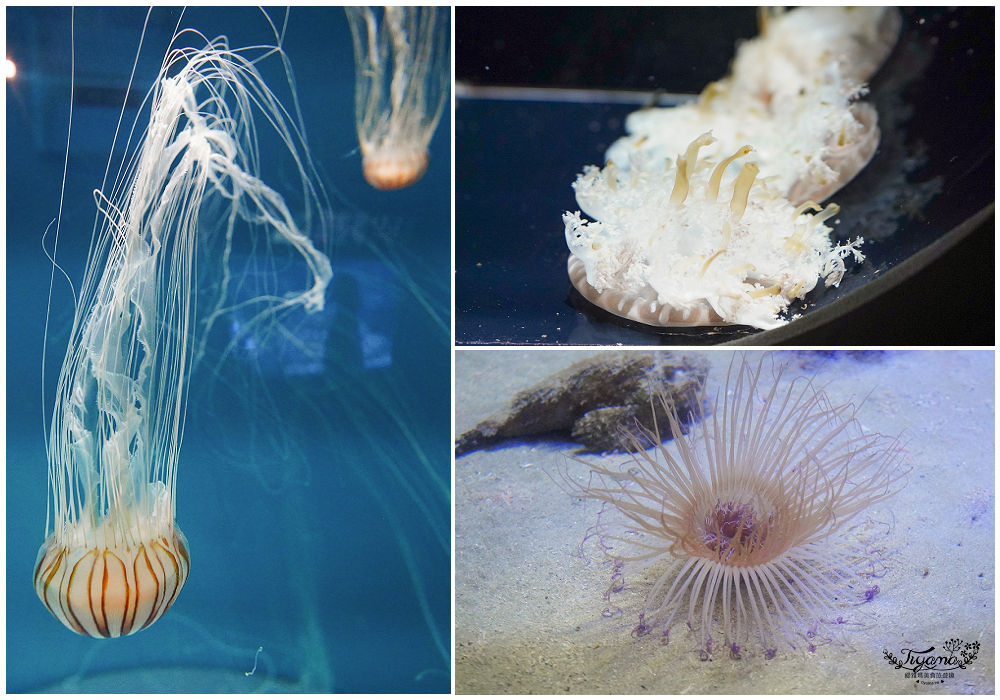 下關水族館．海響館攻略：全世界最多種類河豚展示，日本最大”企鵝村”，世界稀有藍鯨全身骨骼標本，海豚海獅同台表演秀 @緹雅瑪 美食旅遊趣