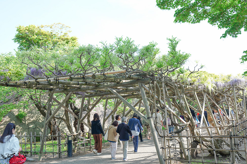 函館自由行必訪「箱館奉行所」歷史工藝大解密！！五稜郭公園裡巨型木造古建築巡禮 @緹雅瑪 美食旅遊趣