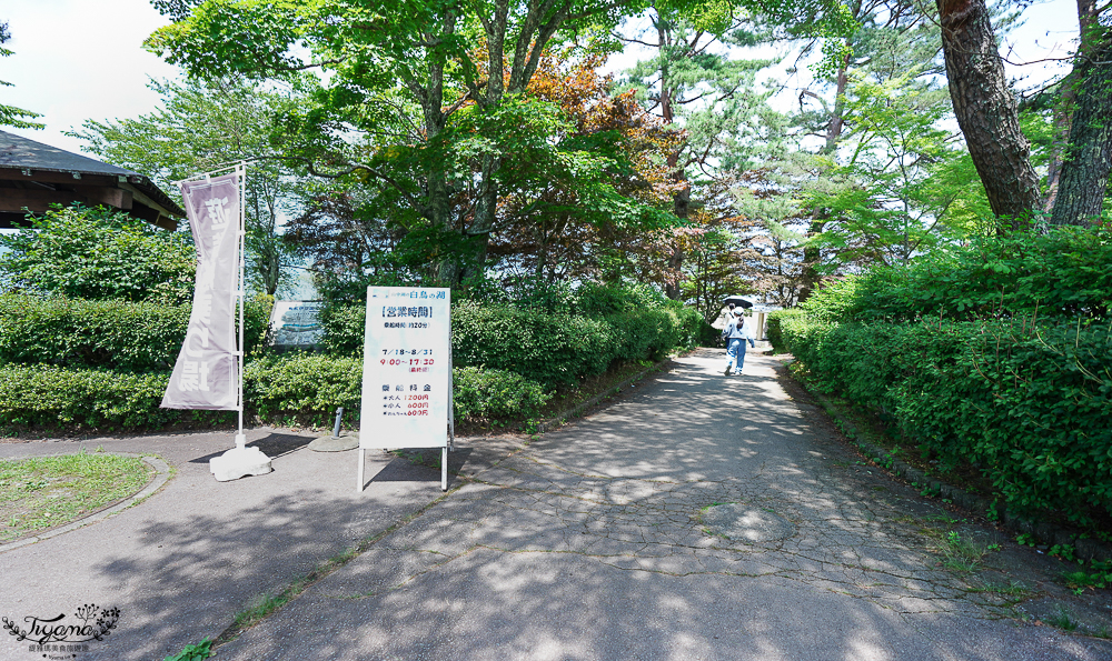 【富士山河口湖週邊景色】山中湖遊覽船&ldquo;天鵝湖&rdquo;：餵天鵝、搭純白天鵝造型船遊湖、森林驛站旭日丘巴士站 @緹雅瑪 美食旅遊趣