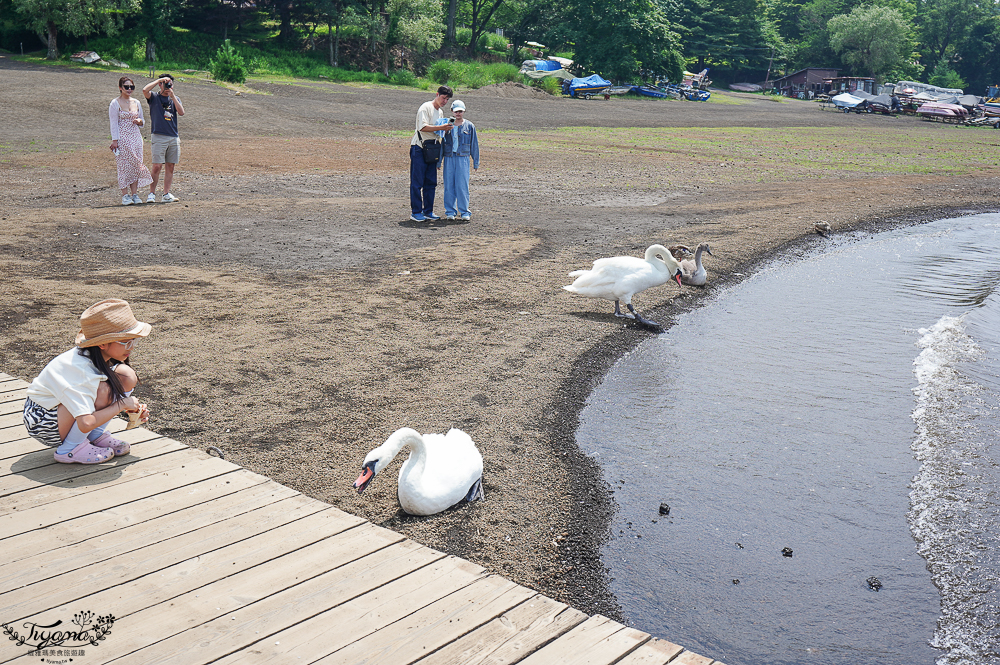 【富士山河口湖週邊景色】山中湖遊覽船“天鵝湖”:餵天鵝、搭純白天鵝造型船遊湖、森林驛站旭日丘巴士站 @緹雅瑪 美食旅遊趣 【富士山河口湖週邊景色】山中湖遊覽船“天鵝湖”:餵天鵝、搭純白天鵝造型船遊湖、森林驛站旭日丘巴士站 @緹雅瑪 美食旅遊趣