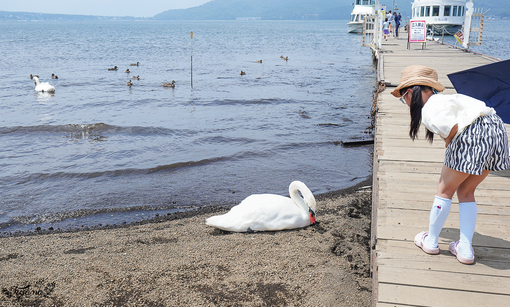 【富士山河口湖週邊景色】山中湖遊覽船“天鵝湖”:餵天鵝、搭純白天鵝造型船遊湖、森林驛站旭日丘巴士站 @緹雅瑪 美食旅遊趣 【富士山河口湖週邊景色】山中湖遊覽船“天鵝湖”:餵天鵝、搭純白天鵝造型船遊湖、森林驛站旭日丘巴士站 @緹雅瑪 美食旅遊趣