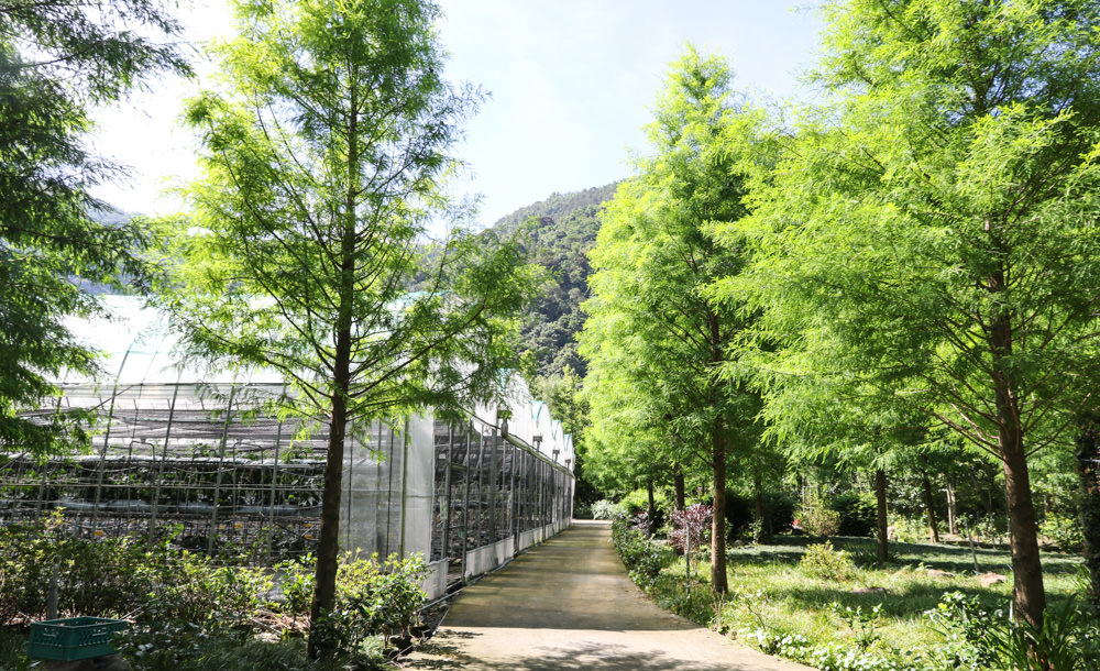 南投住宿旅遊|楓樺台一渡假村：住宿、美食、採果、遊園 「南投小旅行」 @緹雅瑪 美食旅遊趣