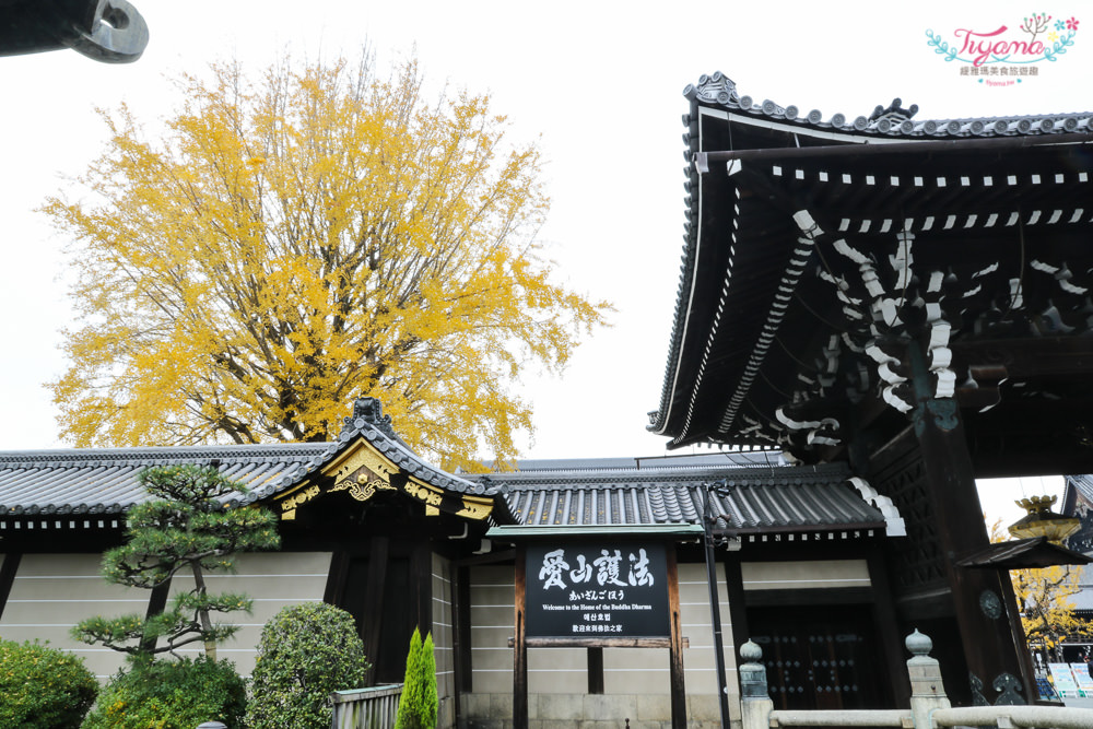 京都賞銀杏必遊景點|西本願寺：超巨大黃金元氣玉銀杏 @緹雅瑪 美食旅遊趣