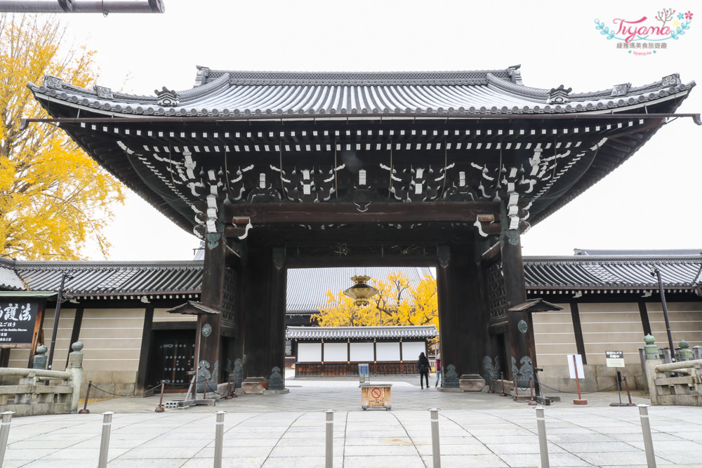 京都賞銀杏必遊景點|西本願寺：超巨大黃金元氣玉銀杏 @緹雅瑪 美食旅遊趣