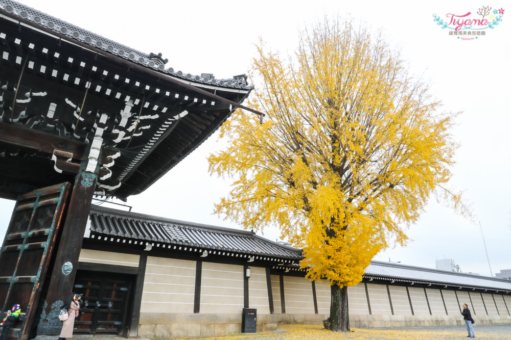 京都賞銀杏必遊景點|西本願寺：超巨大黃金元氣玉銀杏 @緹雅瑪 美食旅遊趣