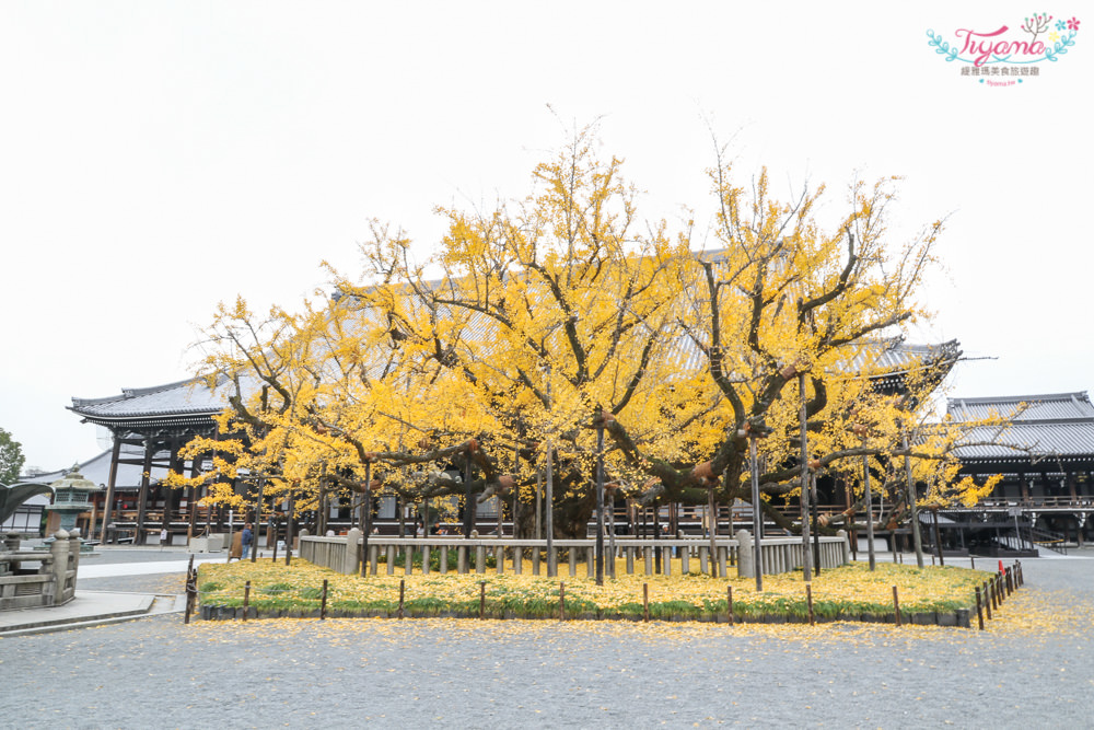 京都賞銀杏必遊景點|西本願寺：超巨大黃金元氣玉銀杏 @緹雅瑪 美食旅遊趣