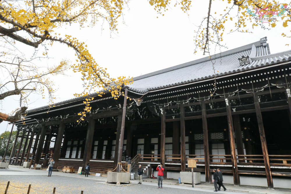 京都賞銀杏必遊景點|西本願寺：超巨大黃金元氣玉銀杏 @緹雅瑪 美食旅遊趣