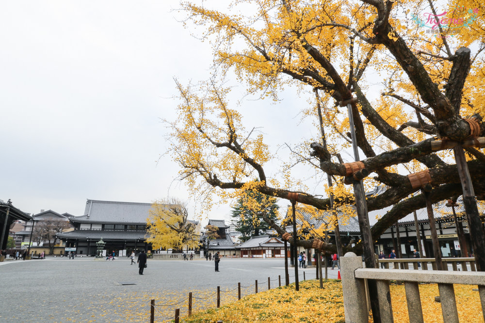 京都賞銀杏必遊景點|西本願寺：超巨大黃金元氣玉銀杏 @緹雅瑪 美食旅遊趣