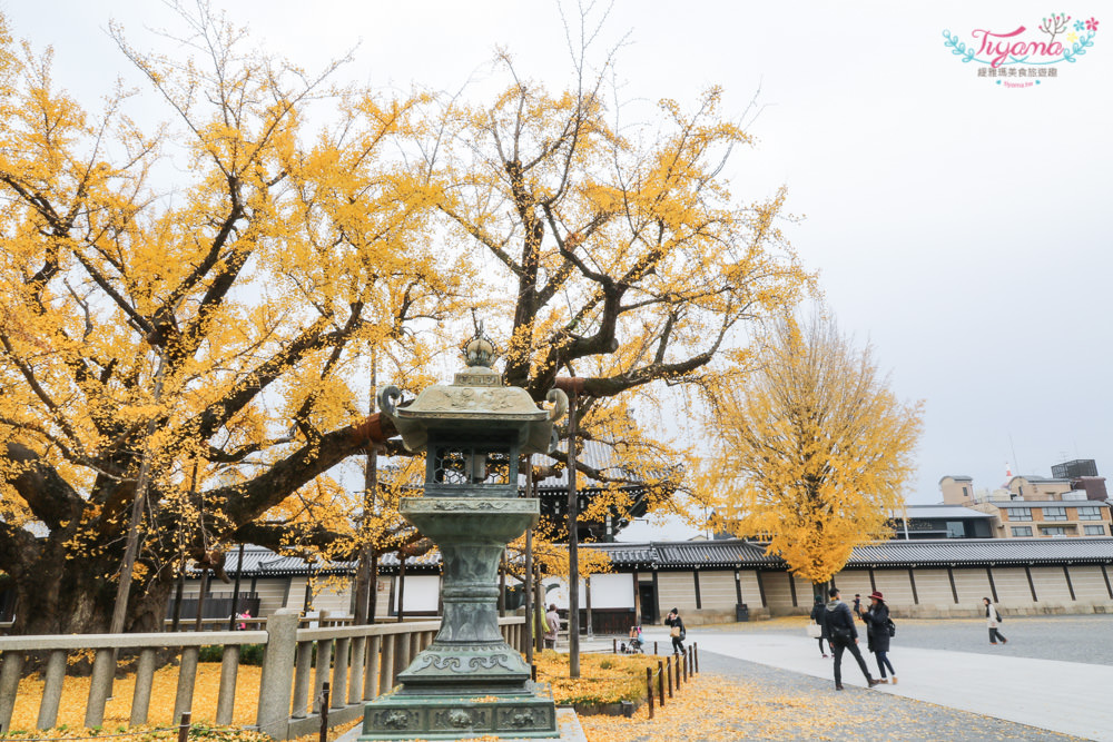 京都賞銀杏必遊景點|西本願寺：超巨大黃金元氣玉銀杏 @緹雅瑪 美食旅遊趣