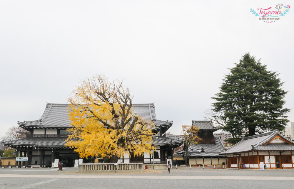 京都賞銀杏必遊景點|西本願寺：超巨大黃金元氣玉銀杏 @緹雅瑪 美食旅遊趣